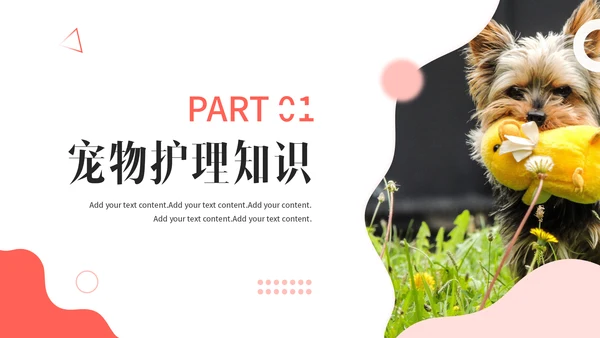 宠物健康护理，狗狗通用PPT模板