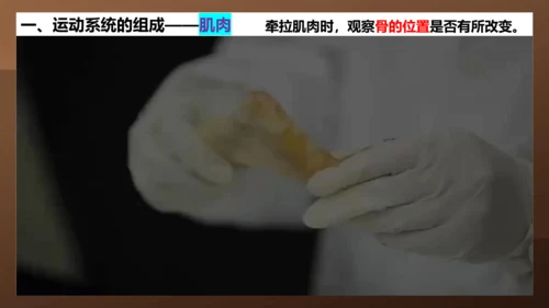 人教版生物八年级上册5.2.1《动物的运动》课件(共27张PPT)+视频素材