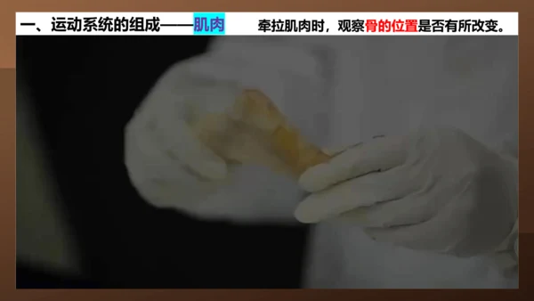 人教版生物八年级上册5.2.1《动物的运动》课件(共27张PPT)+视频素材