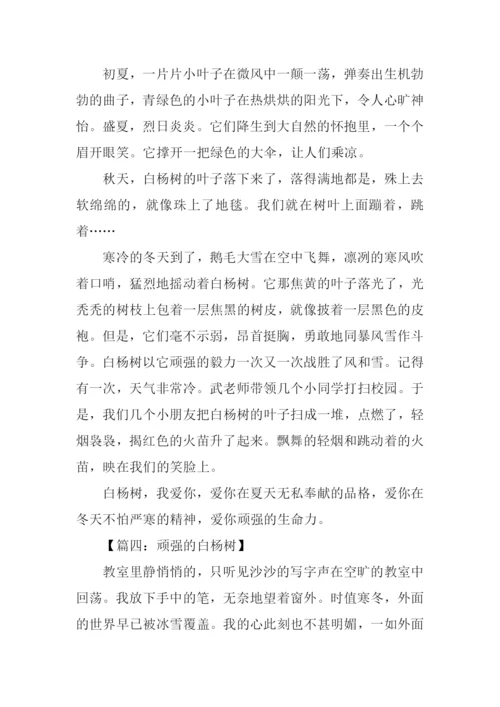 白杨树的作文600字.docx