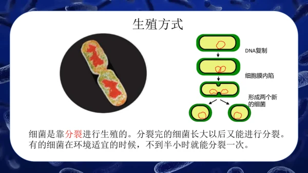 人教版生物七年级上册2.3.2《细菌》课件(共24张PPT)