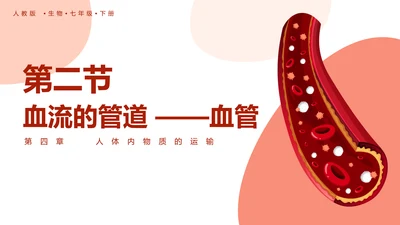 血流的管道，血管课件PPT模板.ppt