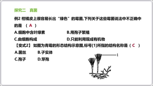 【人教八上生物期中复习考点梳理+临考押题】第四、五章 细菌、真菌和病毒（串讲课件）(共30张PPT)