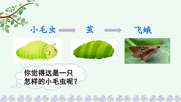 22小毛虫  课件