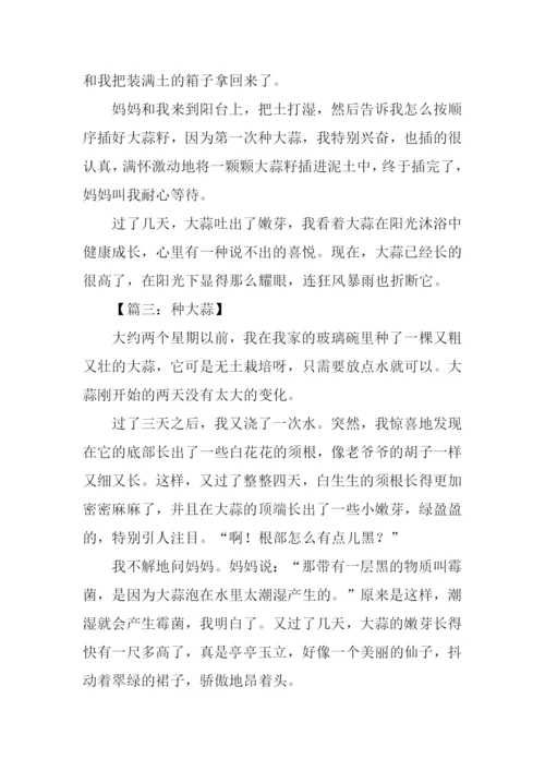 种大蒜作文四年级.docx