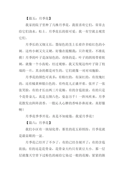 月季花的作文300字-2.docx