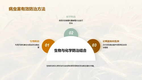 小满季节粮食科学管理