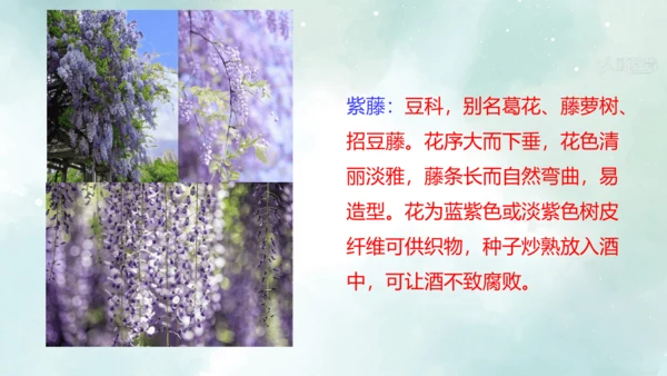 第18课 紫藤萝瀑布 课件(共27张PPT)
