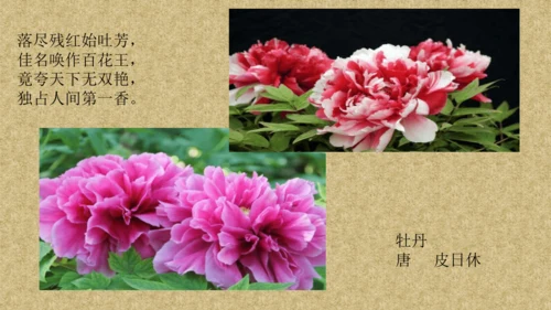 校园里的花（课件33页）-美术三年级上册人教版