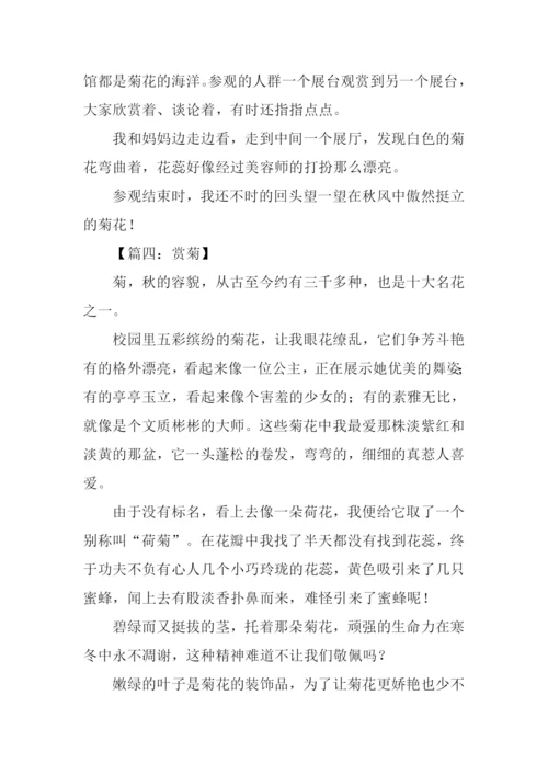 观菊花作文0.docx