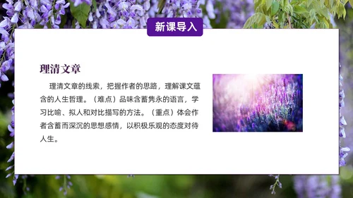 实拍风紫藤萝瀑布七年级语文课件PPT模板
