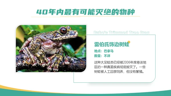 保护野生动物斑马通用PPT模板