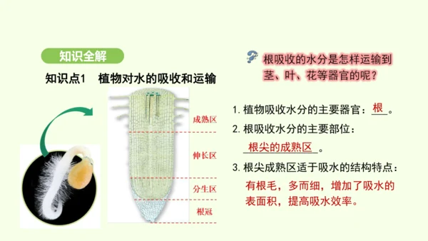 第三单元-第二章-第一节-水的利用与散失课件-2024-2025学年七年级生物下学期人教版(2024