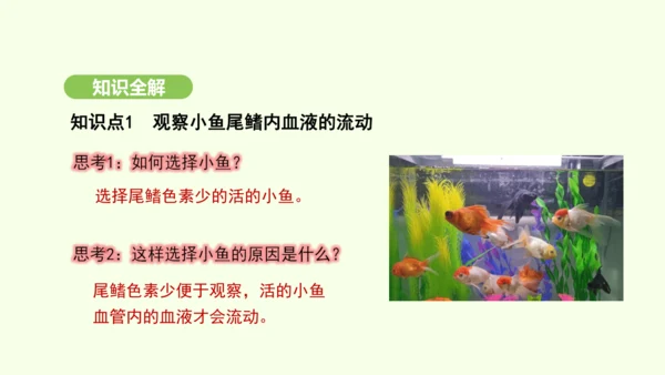 第四单元-第四章-第二节-血流的管道——血管课件-2024-2025学年七年级生物下学期人教版(20