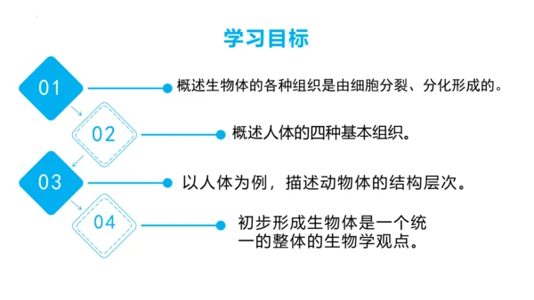 2.2.2 动物体的结构层次-2023-2024学年七年级生物上学期备课课件（人教版）(共26张PP