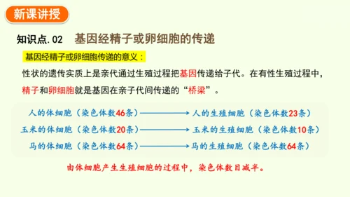 7.2.2基因在亲子代间的传递-八年级生物人教版下学期同步精品课件(共24张PPT)