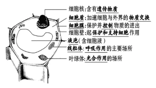 2.1.2 植物细胞（同步课件）-2023-2024学年七年级生物上册同步精品课堂（人教版）(共28