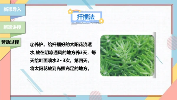 【北师大版】二年级《劳动实践指导手册》第11课《一起来种太阳花》课件