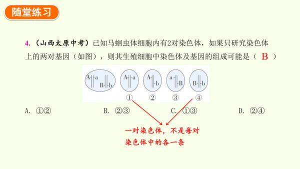 7.2.2基因在亲子代间的传递-八年级生物人教版下学期同步精品课件(共24张PPT)