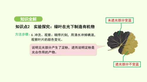 第三单元-第二章-第二节-光合作用-第1课时 绿叶在光下制造有机物课件-2024-2025学年七年级