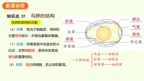 7.1.4鸟的生殖和发育-八年级生物人教版下学期同步精品课件(共24张PPT)