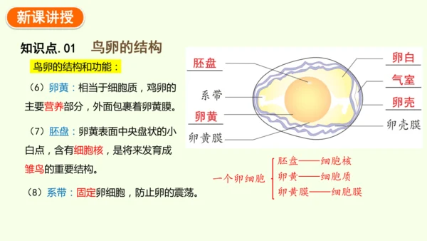 7.1.4鸟的生殖和发育-八年级生物人教版下学期同步精品课件(共24张PPT)