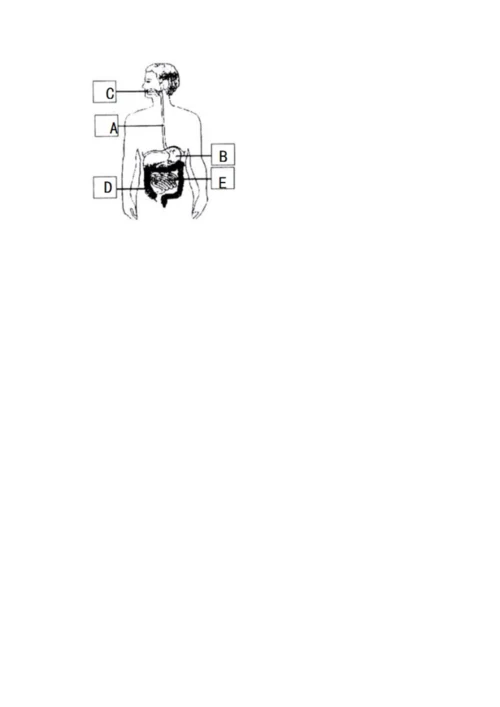 教科版四年级上册科学期末测试卷精品（能力提升）.docx