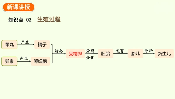 4.1.1人的生殖-七年级生物下学期同步精品课件（2024人教版）(共24张PPT)