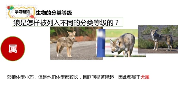 人教版生物七年级上册2.4.2《生物分类的方法——从种到界》课件(共26张PPT)