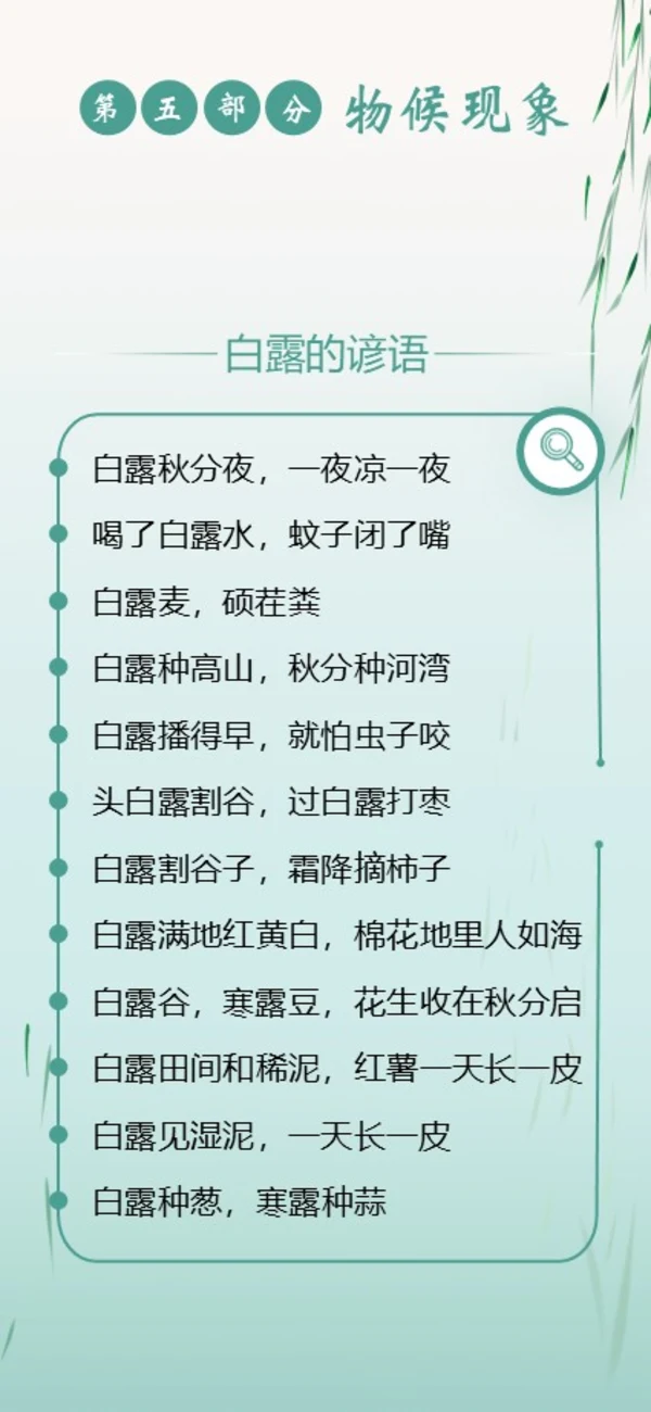 白露节气二十四节气知识手机竖版PPT课件