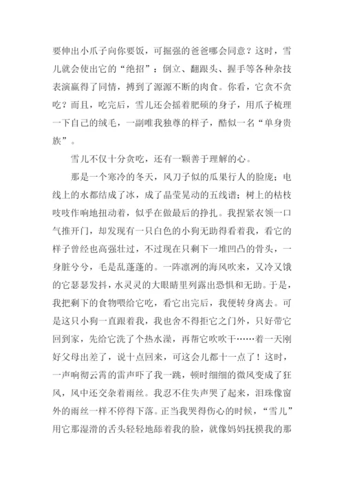 别样的温暖初三作文.docx