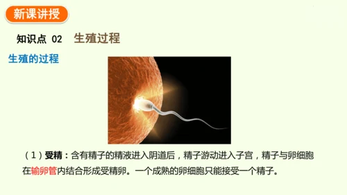 4.1.1人的生殖-七年级生物下学期同步精品课件（2024人教版）(共24张PPT)