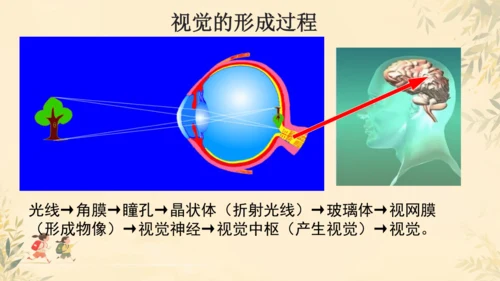 初中生物学人教版（新课程标准）七年级下册4.6.1人体对外界环境的感知课件(共33张PPT)