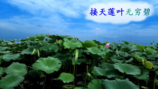 15 《古诗二首》（第一课时）——《晓出净慈寺送林子方》  课件