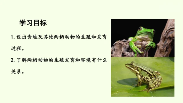 7.1.3两栖动物的生殖和发育-八年级生物人教版下学期同步精品课件(共31张PPT)