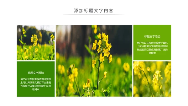 春天乡村旅游油菜花风景油菜花田PPT模板