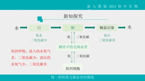 人教版生物七年级上册2.2.2《脊椎动物》（第1课时）课件(共42张PPT)+视频素材