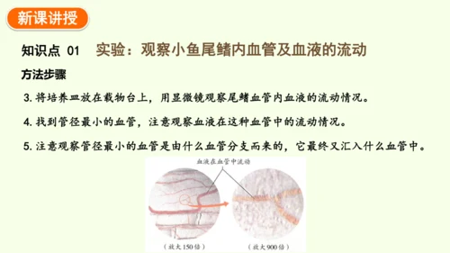 4.4.2血流的管道——血管-七年级生物下学期同步精品课件（2024人教版）(共30张PPT)