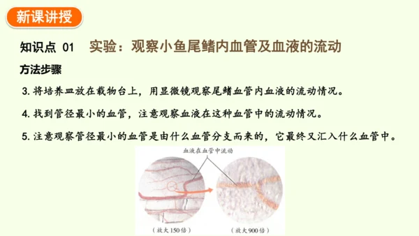 4.4.2血流的管道——血管-七年级生物下学期同步精品课件（2024人教版）(共30张PPT)