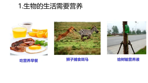 1.1.1生物的特征课件人教版生物七年级上册课件(共29张PPT)