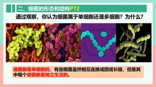 5.4.2  细菌  课件-人教版生物八年级上册(共39张PPT)