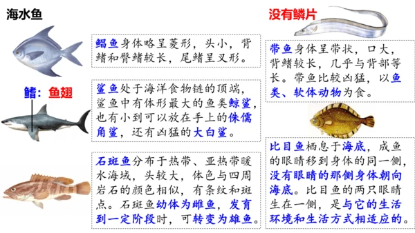 人教版生物八年级上册5.1.4《鱼》课件(共17张PPT)