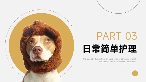 黄色实用宠物健康护理PPT模板