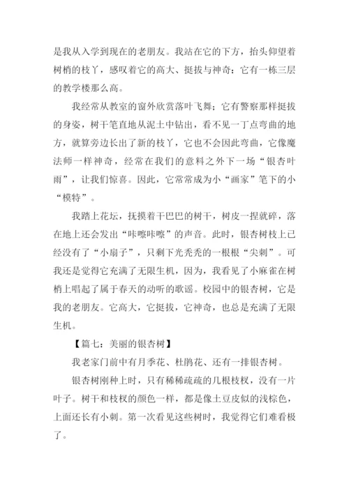 美丽的银杏树作文350字.docx