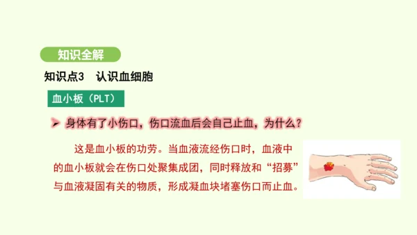 第四单元-第四章-第一节-流动的组织——血液课件-2024-2025学年七年级生物下学期人教版(20