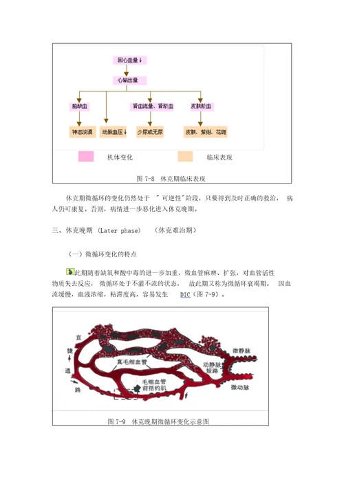 休克地分期与发病机制