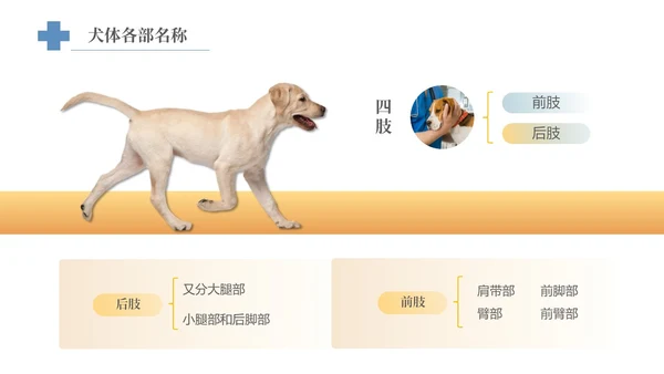 实拍风宠物解剖生理宠物解剖生理讲座PPT