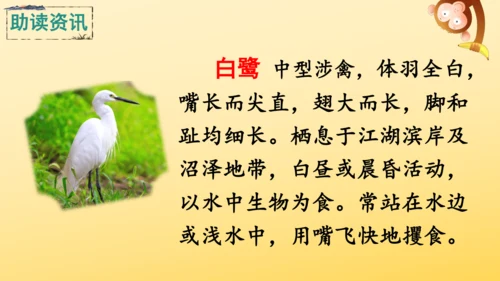 1 白鹭   课件