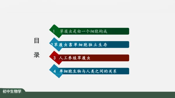 2.2.4 单细胞生物 课件（共24张PPT）