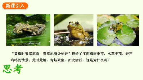 7.1.3两栖动物的生殖和发育-八年级生物人教版下学期同步精品课件(共31张PPT)